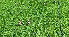 Farming