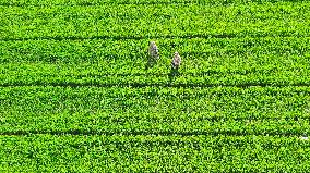 Farming