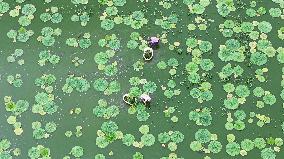 Farming