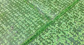 Farming