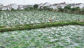 Farming