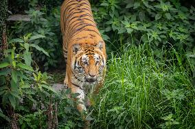 International Tiger Day - Nepal