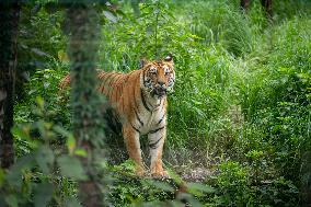 International Tiger Day - Nepal