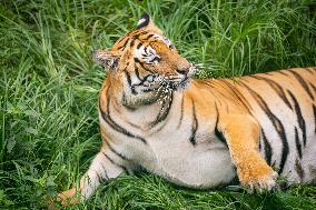 International Tiger Day - Nepal