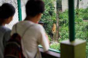International Tiger Day - Nepal