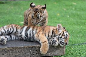 International Tiger Day - China