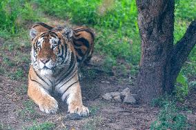 International Tiger Day - China
