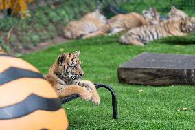 International Tiger Day - China
