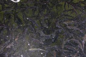 Forkala Fish Farming