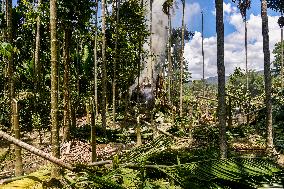 Assam Eviction Drive Targets Illegal Infiltration - India
