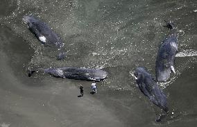 Whales beached on eastern Japan coast