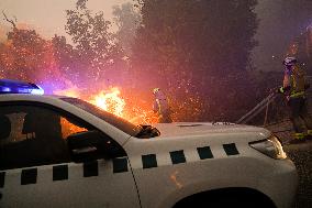 A Caniza Fire Burns 100 Hectares - Spain