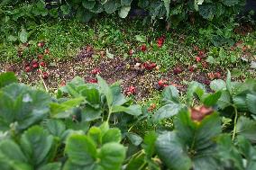 Farmers struggling due to rainy summer