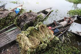 Water Lily Harvest - Bangladesh
