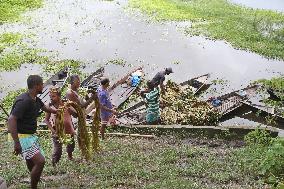 Water Lily Harvest - Bangladesh