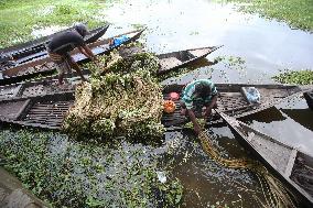 Water Lily Harvest - Bangladesh