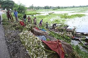Water Lily Harvest - Bangladesh