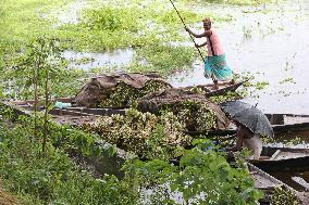 Water Lily Harvest - Bangladesh