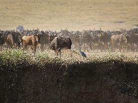 Large Herds of Animals Migrate from Tanzania to Kenya - Nairobi