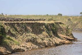 Large Herds of Animals Migrate from Tanzania to Kenya - Nairobi