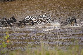 Large Herds of Animals Migrate from Tanzania to Kenya - Nairobi