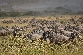 Large Herds of Animals Migrate from Tanzania to Kenya - Nairobi