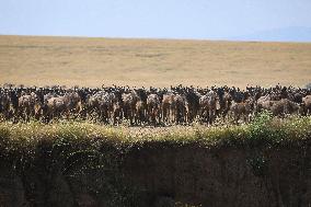 Large Herds of Animals Migrate from Tanzania to Kenya - Nairobi