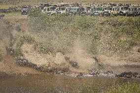 Large Herds of Animals Migrate from Tanzania to Kenya - Nairobi