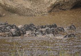 Large Herds of Animals Migrate from Tanzania to Kenya - Nairobi