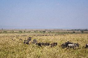 Large Herds of Animals Migrate from Tanzania to Kenya - Nairobi