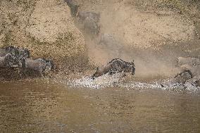 Large Herds of Animals Migrate from Tanzania to Kenya - Nairobi