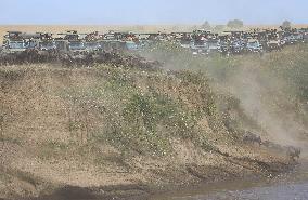 Large Herds of Animals Migrate from Tanzania to Kenya - Nairobi