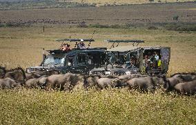 Large Herds of Animals Migrate from Tanzania to Kenya - Nairobi
