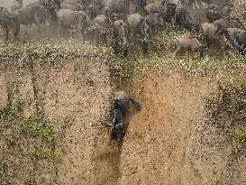Large Herds of Animals Migrate from Tanzania to Kenya - Nairobi