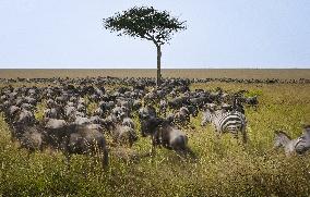 Large Herds of Animals Migrate from Tanzania to Kenya - Nairobi