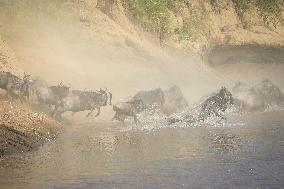 Large Herds of Animals Migrate from Tanzania to Kenya - Nairobi
