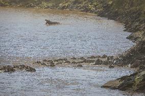 Large Herds of Animals Migrate from Tanzania to Kenya - Nairobi