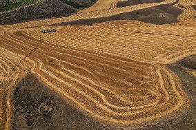 Wheat Fields - China