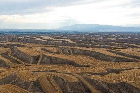 Wheat Fields - China