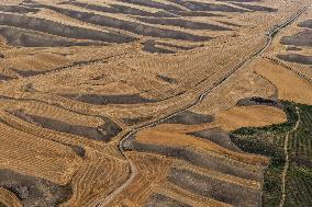 Wheat Fields - China