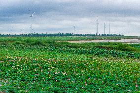 Chengzi Lake Ecological Island Experimental Zone