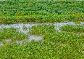 Chengzi Lake Ecological Island Experimental Zone
