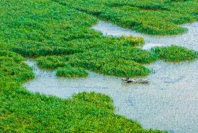 Chengzi Lake Ecological Island Experimental Zone