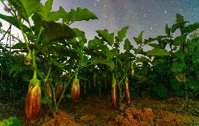 Agriculture Crops Starry Sky - China