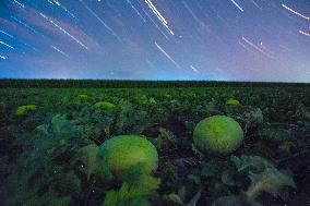 Agriculture Crops Starry Sky - China