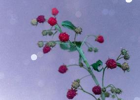 Agriculture Crops Starry Sky - China
