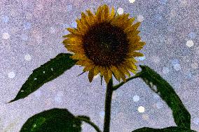 Agriculture Crops Starry Sky - China