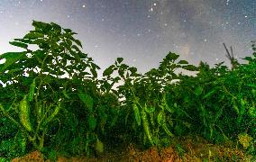Agriculture Crops Starry Sky - China