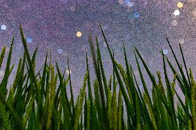 Agriculture Crops Starry Sky - China