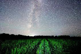 Agriculture Crops Starry Sky - China